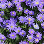 Bumper Bulb Collection - 90 Bulbs