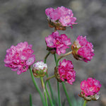 Alpine Armeria 'morning Star Deep Pink' Seeds | 20 Seeds | Pink