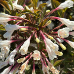 Hayloft Weigela Black And White- Stiking Contast - 9cm Pot