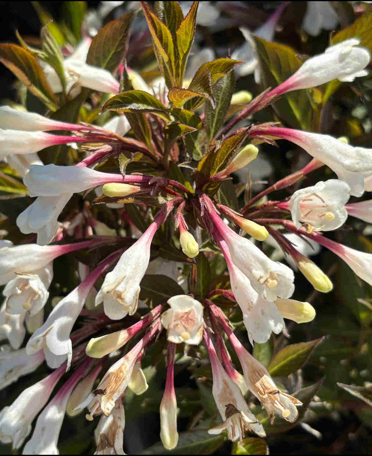 Hayloft Weigela Black And White- Stiking Contast - 9cm Pot