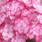 Hydrangea Macrophylla 'miss Saori' - 9cm pot | 3 x 9cm | Blush Pink