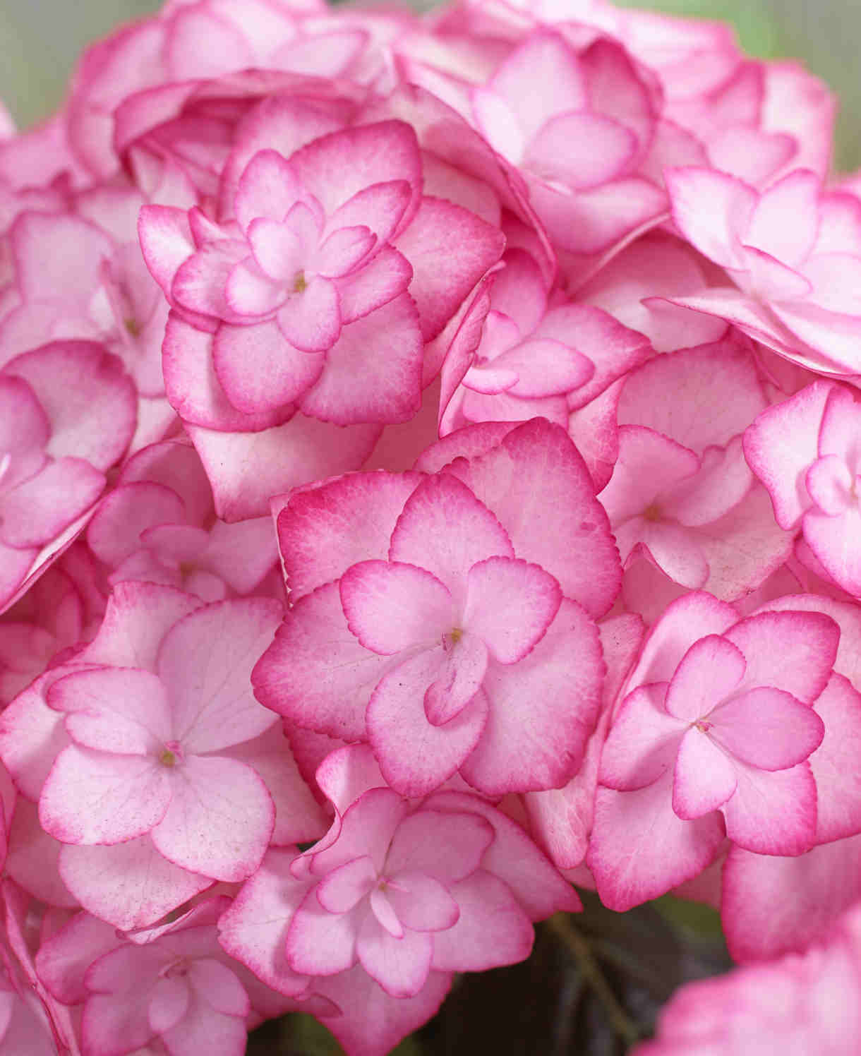 Hydrangea Macrophylla 'miss Saori' - 9cm pot | 5 x 9cm | Blush Pink