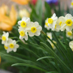 Daffodil 'minnow' Dwarf Fragrant Rhs Agm | 20 x Bulbs | Teal & Yellow