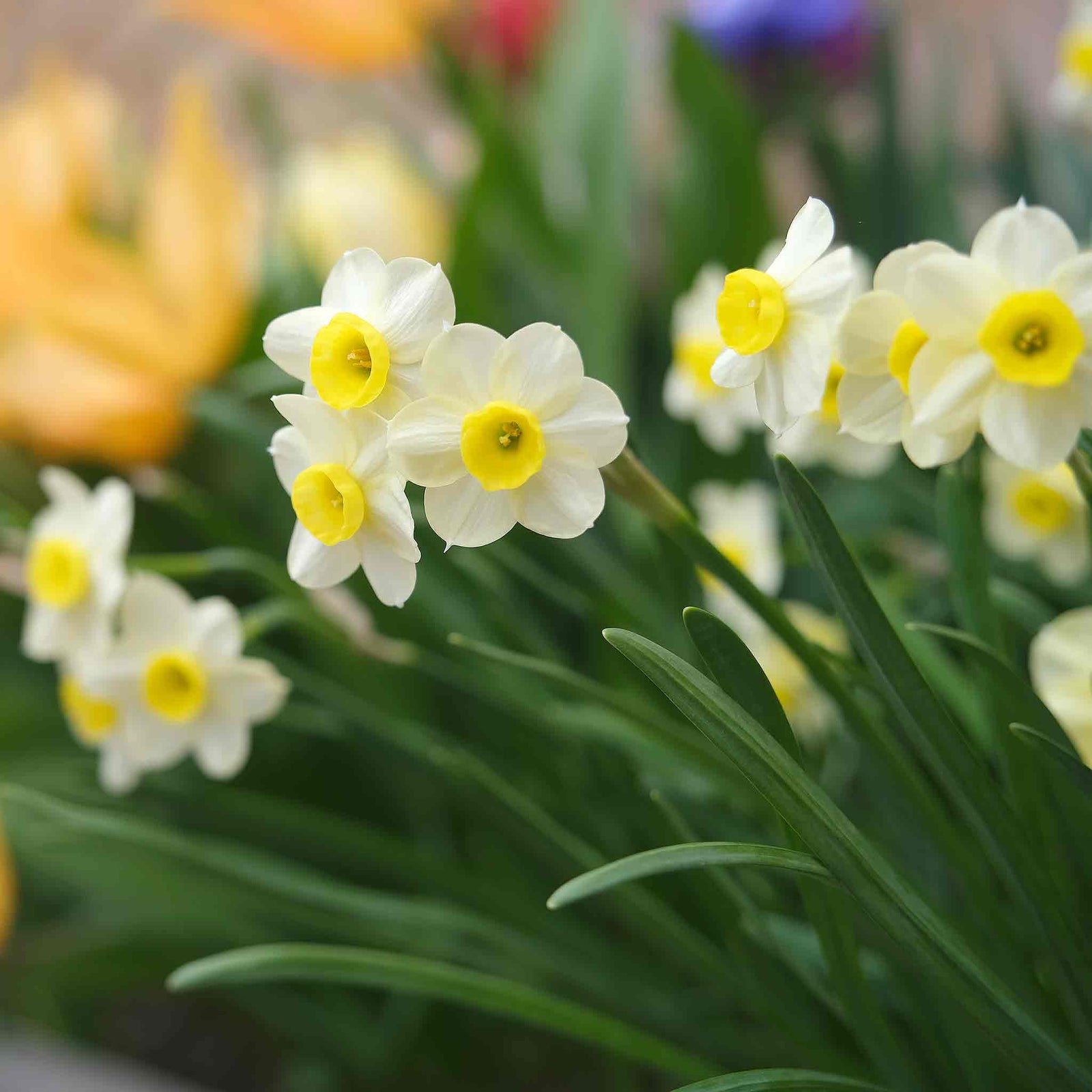 Daffodil 'minnow' Dwarf Fragrant Rhs Agm | 20 x Bulbs | Teal & Yellow