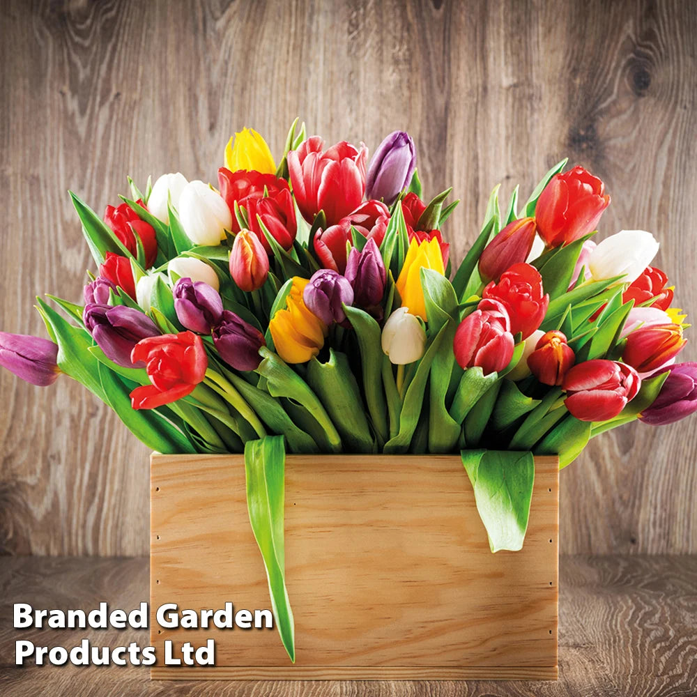 Thompson & Morgan Tulip 'triumph Mixed - 160 Bulbs