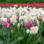Daffodil 'bridal Crown' Fragrant Double White Narcissus | 10 x Bulbs | Yellow & White