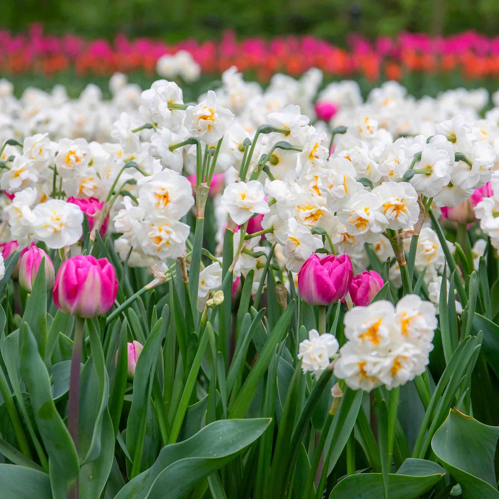 Daffodil 'bridal Crown' Fragrant Double White Narcissus | 10 x Bulbs | Yellow & White