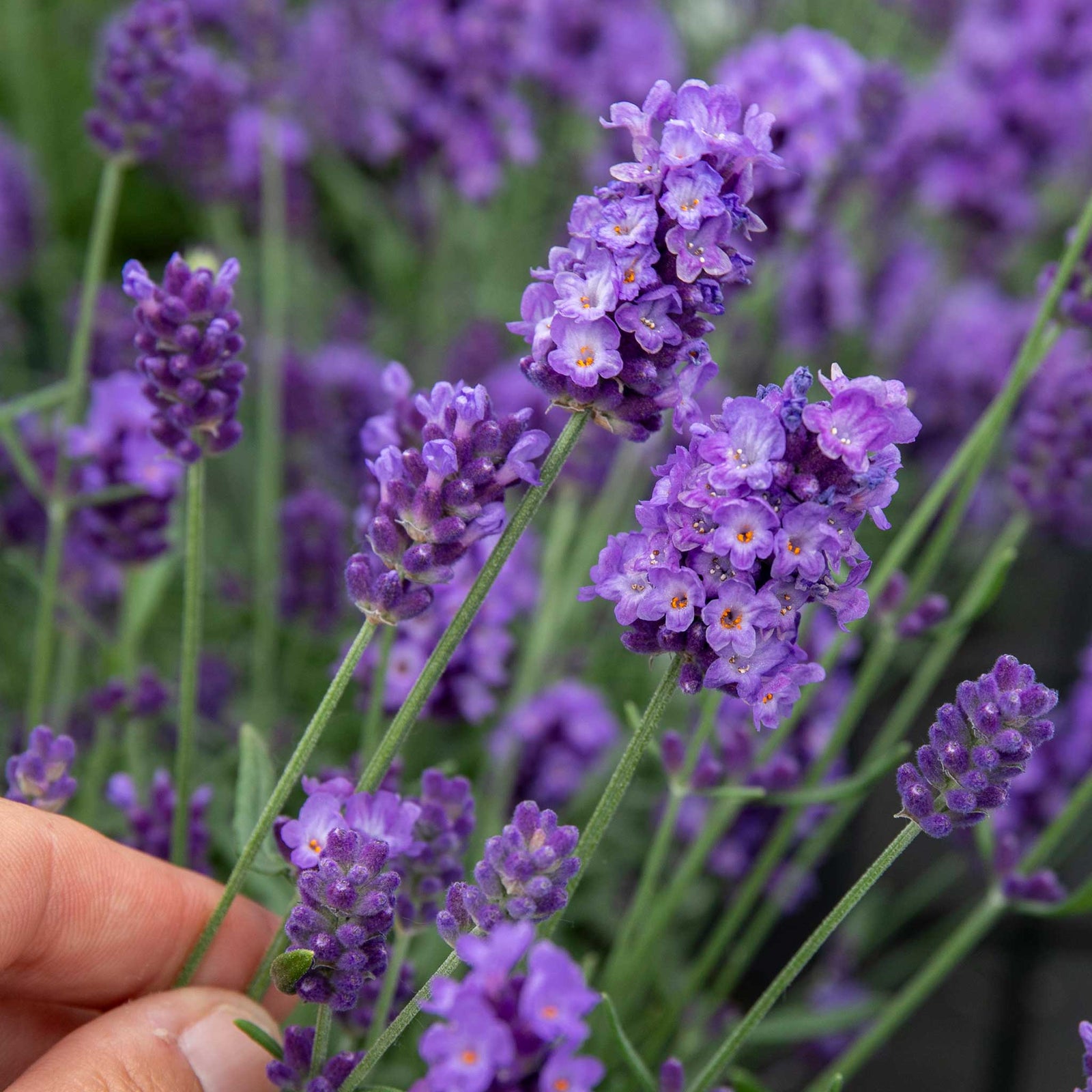 Lavender 'hidcote Blue' Rhs Award Of Garden Merit, Drought-tolerant | 60 x Pro Grower Plugs | Multi