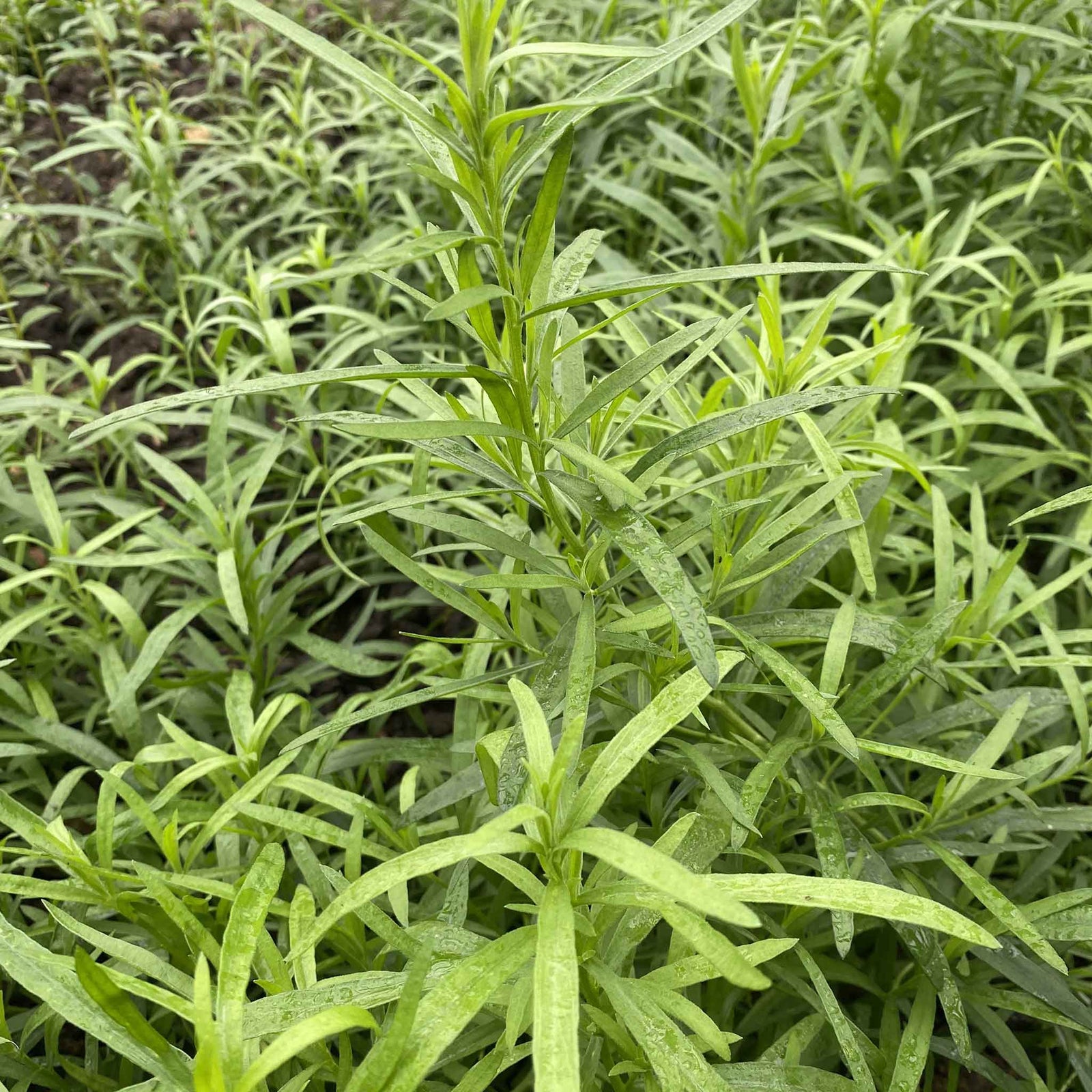 All-year Herb Collection | Set of 10