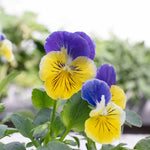 Pansy 'matrix Morpheus' - Garden Ready Plugs | Set of 12