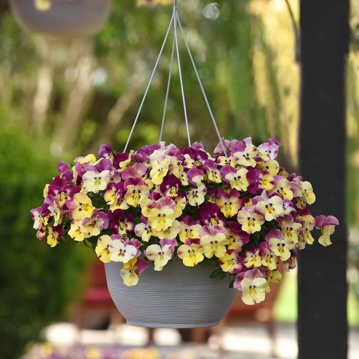Pansy 'cool Wave Raspberry Swirl' | 6 x Garden Ready Plugs
