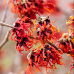 Hamamelis Intermedia Diane - Fragrant, Winter Flowering Witch Hazel Supplied In A 9cm Pot