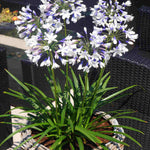Agapanthus Africanus 'Twister' | 3 x 9cm | Blue & White
