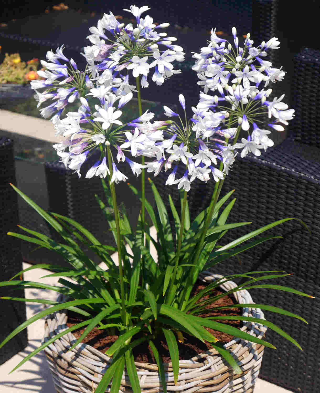 Agapanthus Africanus 'Twister' | 3 x 9cm | Blue & White
