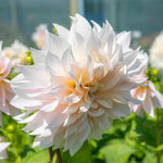 Dahlia 'café Au Lait' | 1 x Tuber