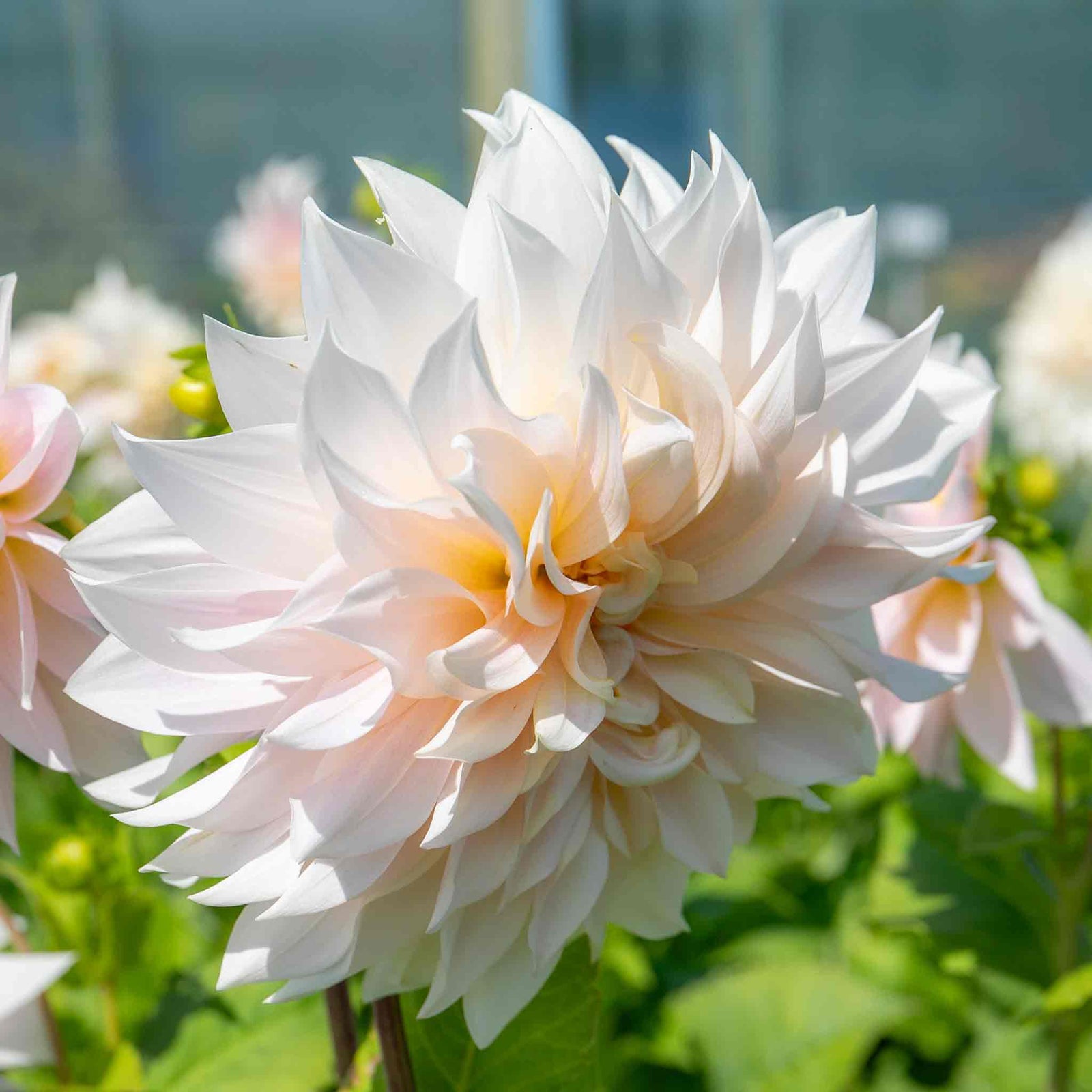 Dahlia 'café Au Lait' | 1 x Tuber