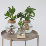 Mini Swiss Cheese Plant - Monstera 'monkey Mask' - Height 25-35cm - ⌀20cm | Set-of-1 | Green