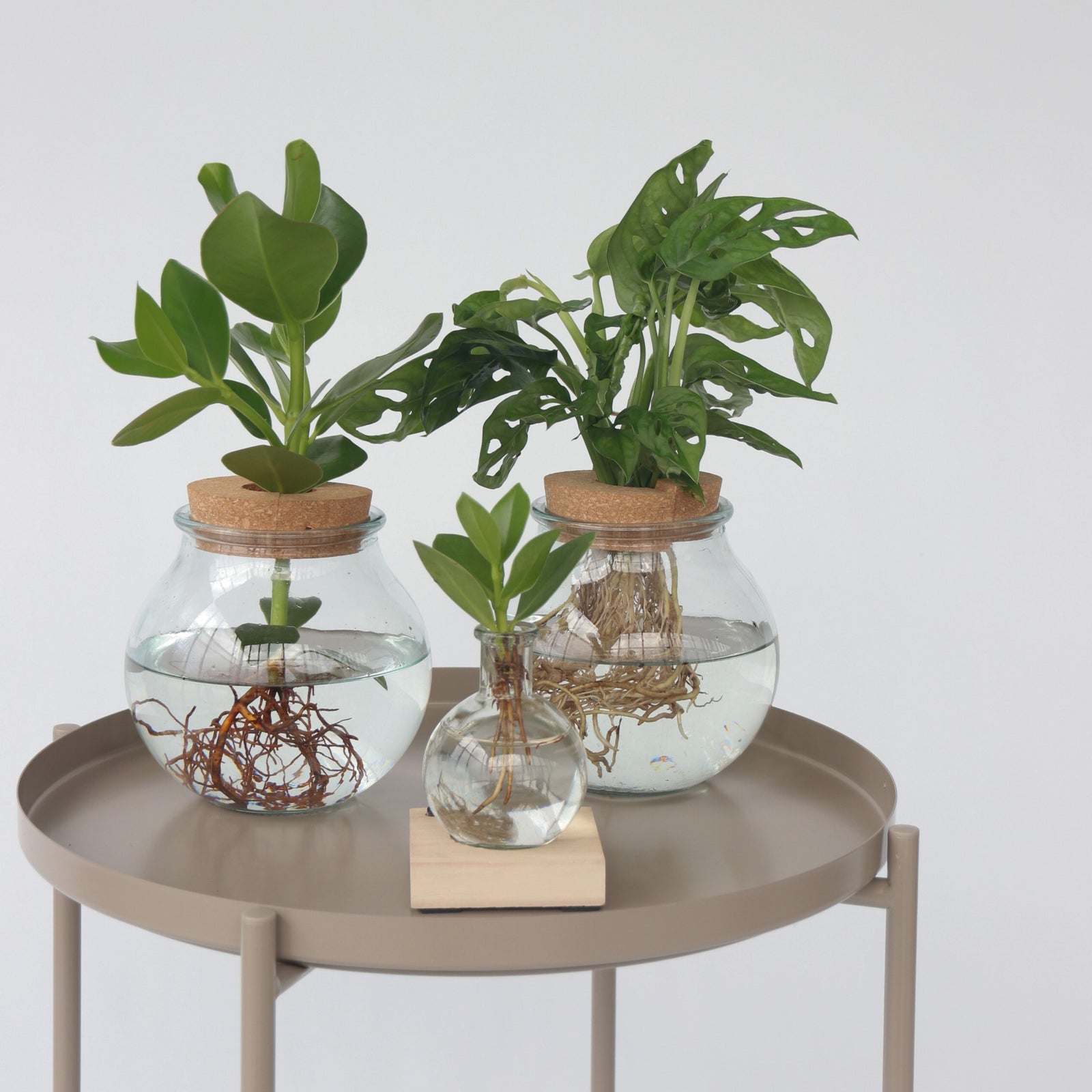 Mini Swiss Cheese Plant - Monstera 'monkey Mask' - Height 25-35cm - ⌀20cm | Set-of-1 | Green