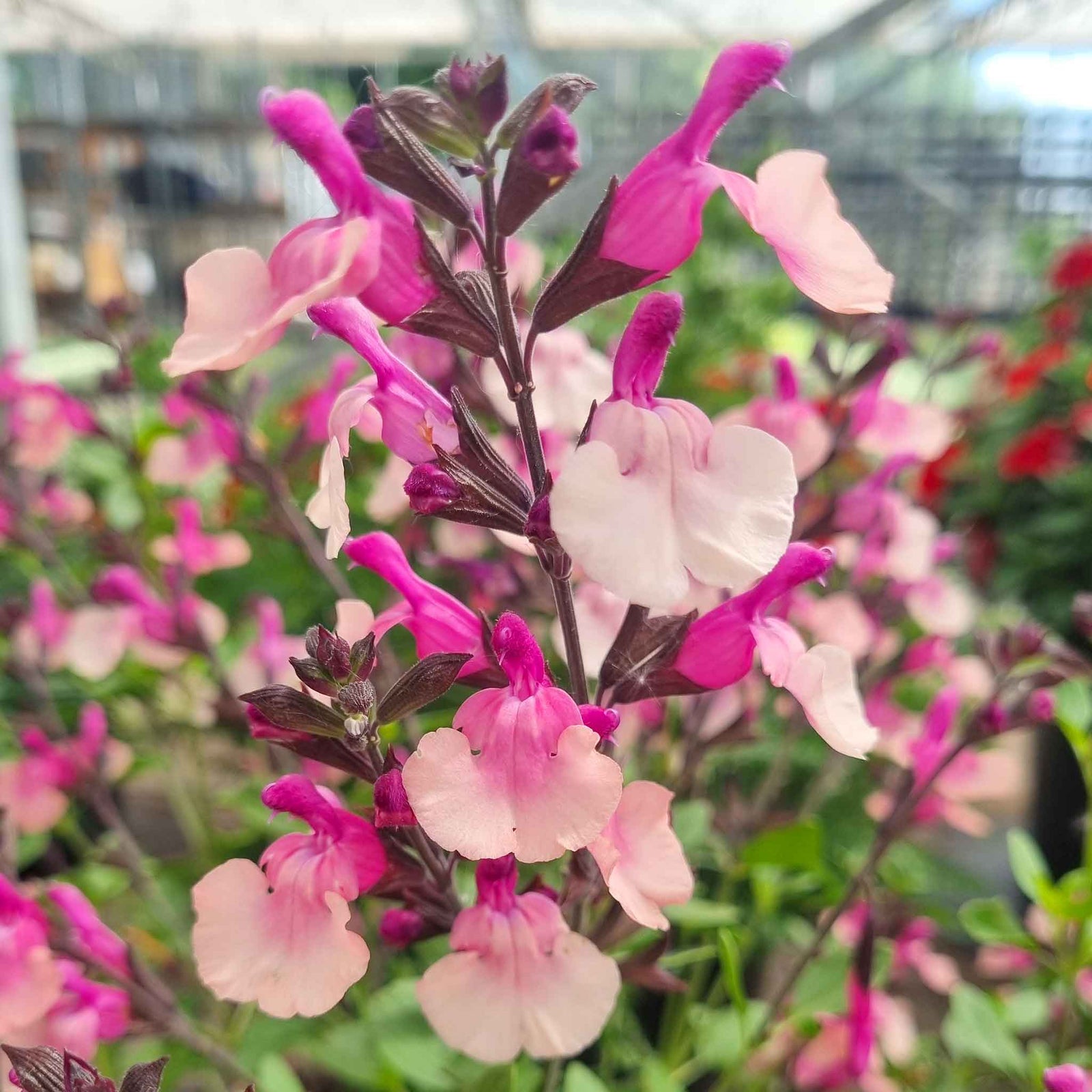 Salvia 'melba Magic Peach' - Soft Peach, Long-flowering Perennial | 6 x Jumbo Plugs | Multi