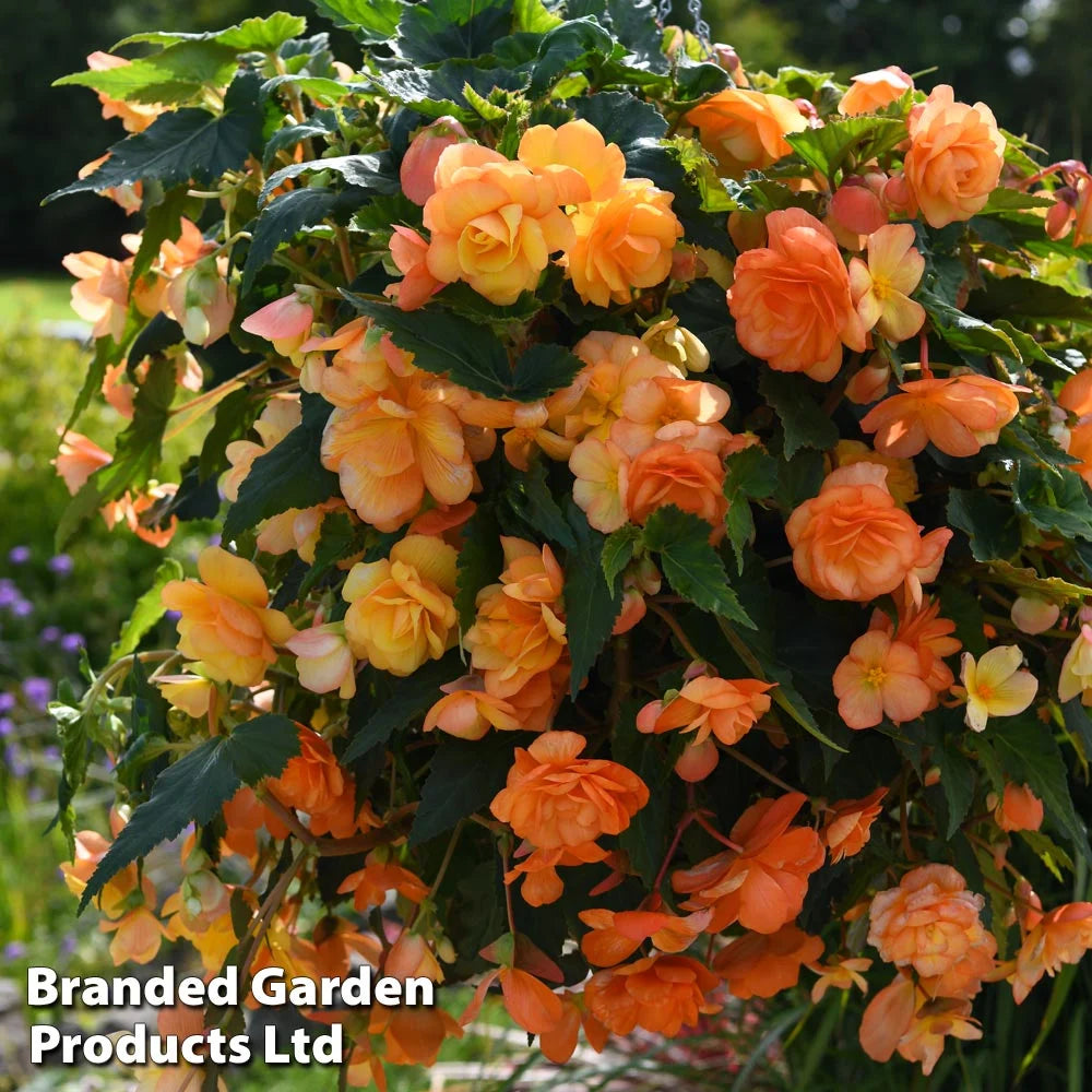 Begonia Apricot Shadespreplanted Hanging Basket 25cm | Set of 2