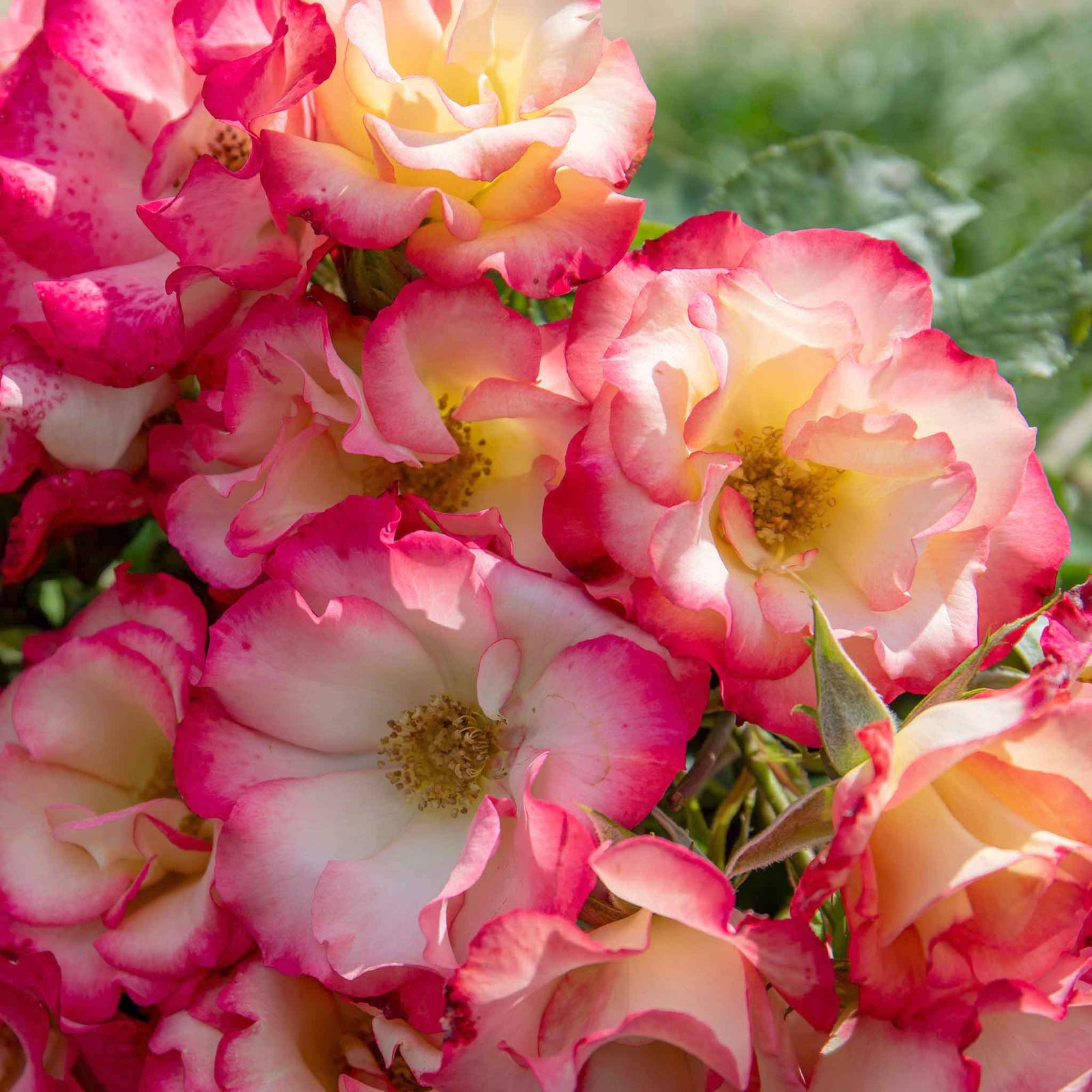 Rose 'birthday Girl' - Floribunda, Creamy Yellow With Red Edges | 1 x Bare Root