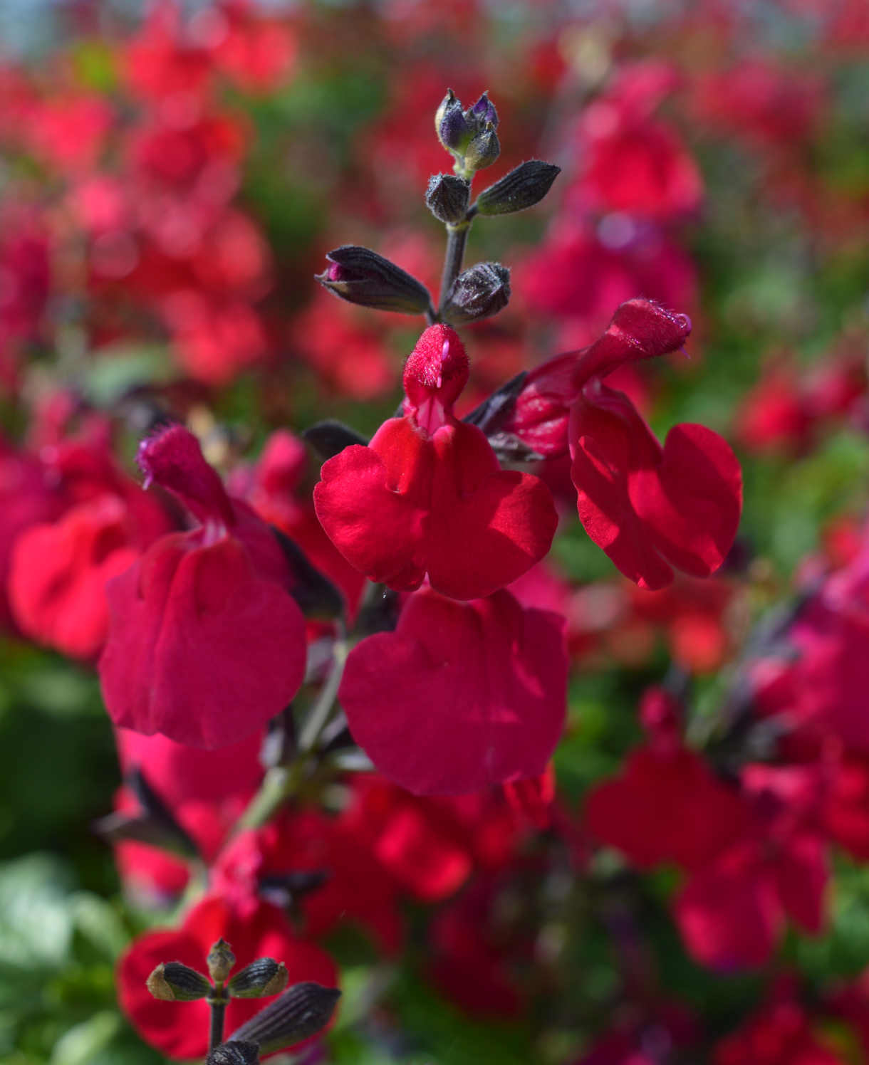 Salvia 'jemima's Gem' - 9cm Pot | 1 x 9cm | Red