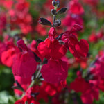 Salvia 'jemima's Gem' - 9cm Pot | 3 x 9cm | Red