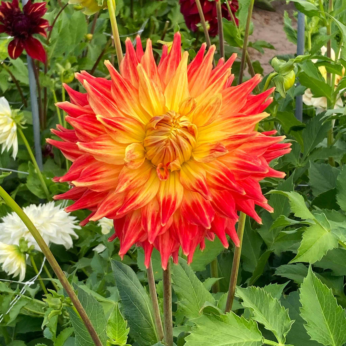 Dahlia Tuber 'fired Up' - Semi-cactus Orange & Yellow, 90-120 Cm | Set of 1 | Orange & Yellow