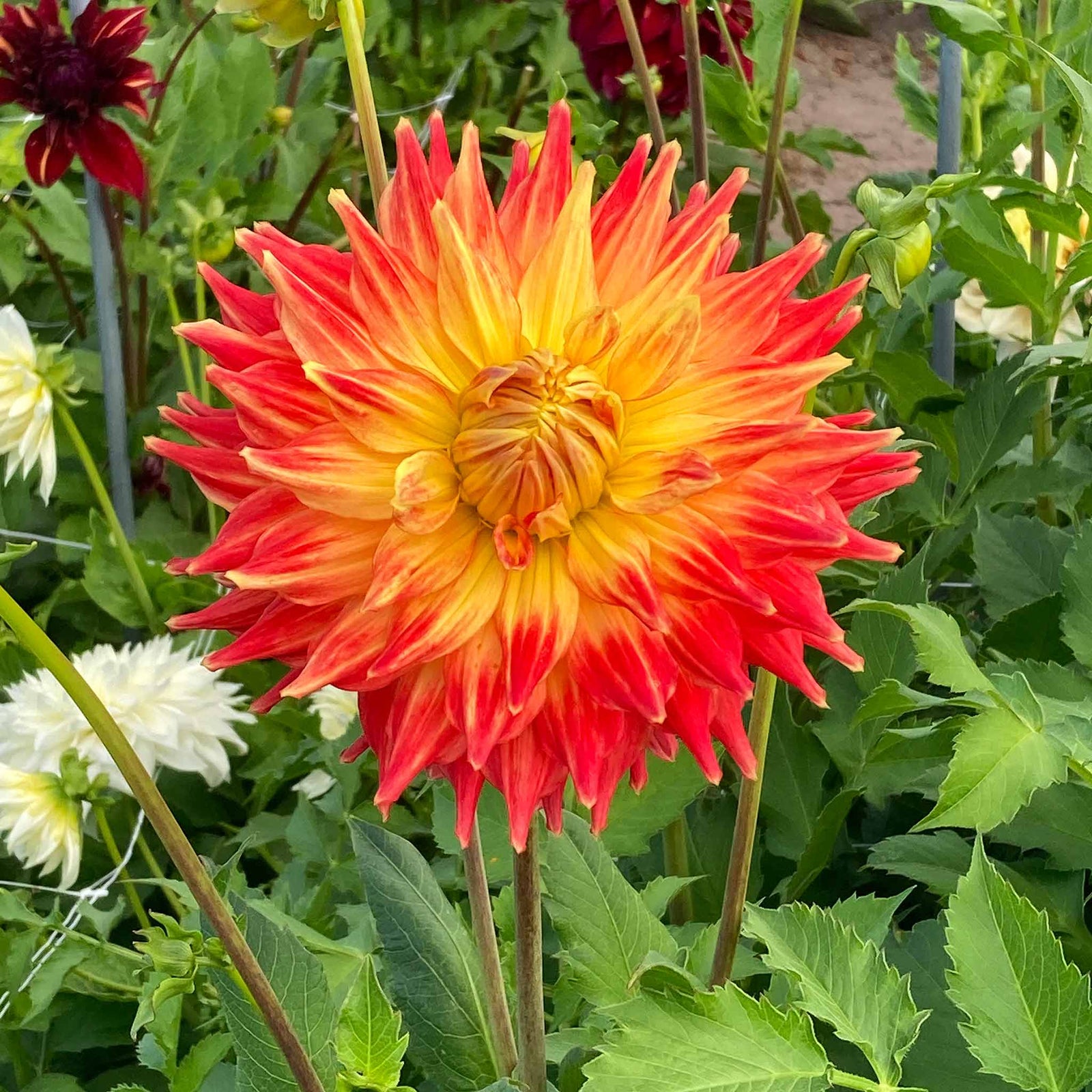 Dahlia Tuber 'fired Up' - Semi-cactus Orange & Yellow, 90-120 Cm | Set-of-1 | Orange & Yellow