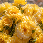 Rose 'precious Gold' Floribunda (golden Yellow, ) | 1 x Bare Root | Yellow