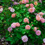 Rosa Francoise Juranville - Rambling Rose In A 2l Pot