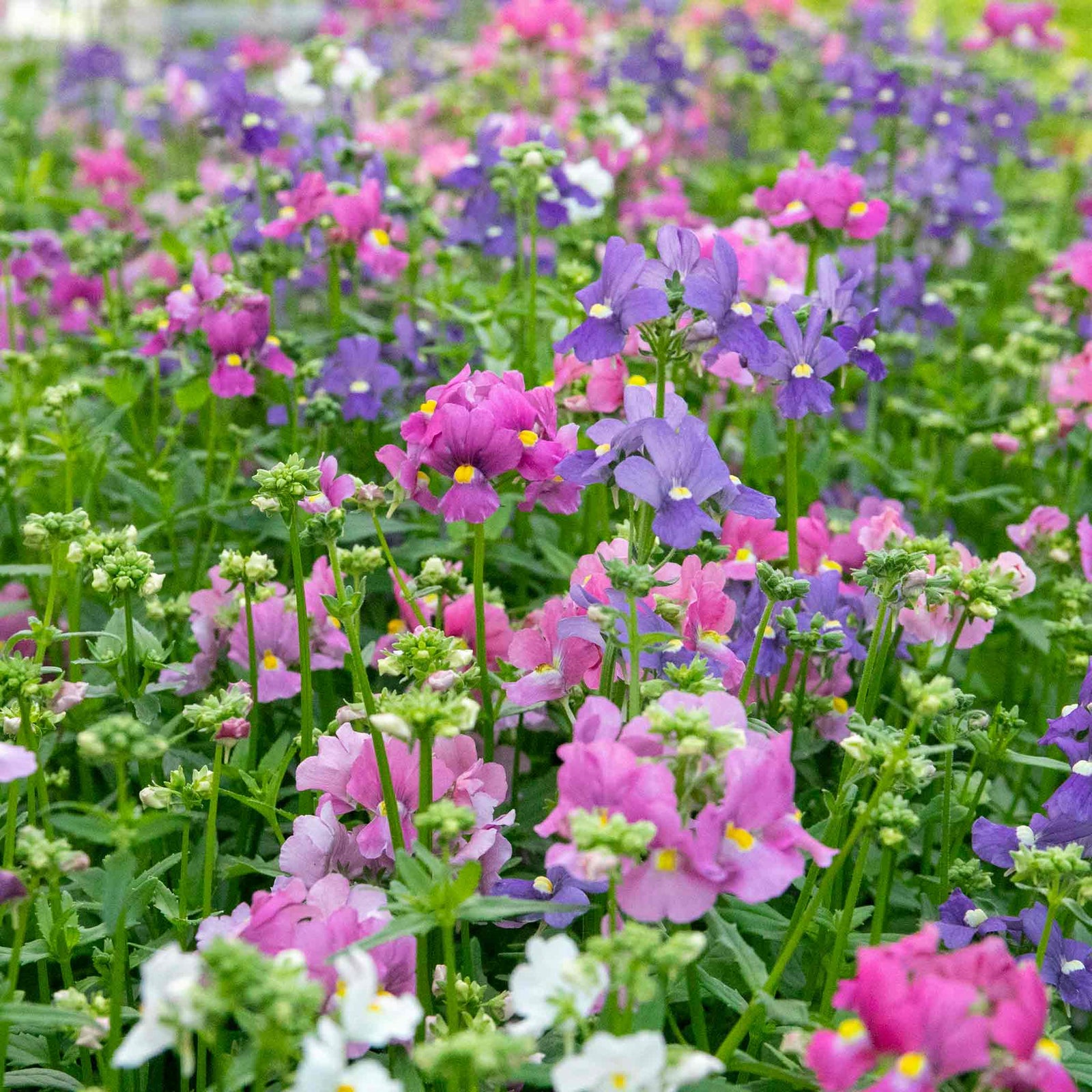 Nemesia Poetry Mix | 20 Seeds