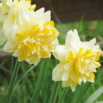 Scented Narcissus Collection - 45 Bulbs