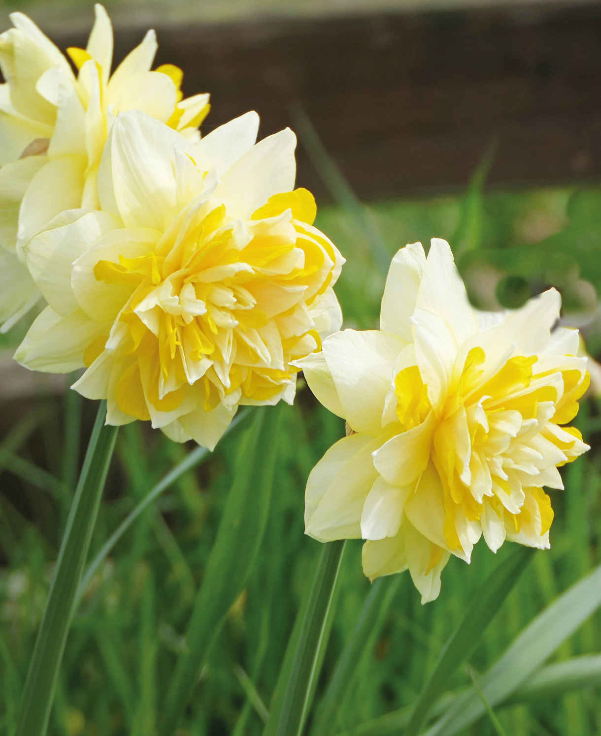 Scented Narcissus Collection - 45 Bulbs