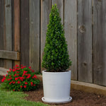 Japanese Holly - Ilex Crenata 'Jenny' - Height 55-65cm - ⌀21cm | Set of 2 | Green