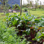 Large Allotment Seed Collection - 25 Vegetable Varieties | 25 Seeds | Multi