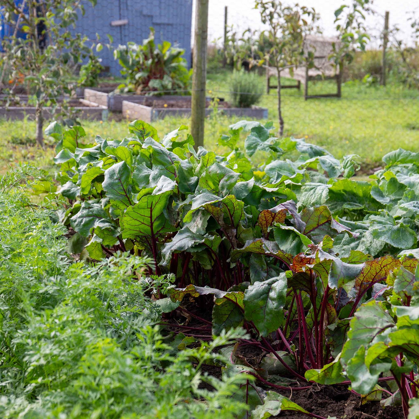 Large Allotment Seed Collection - 25 Vegetable Varieties | 25 Seeds | Multi