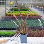 Phormium 'maori Queen' Evergreen, Drought-tolerant Border Plant | 1 x 9cm | Green & Pink