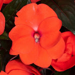 Busy Lizzie (new Guinea) 'clockwork Orange And Dark Leaf' | 12 x Plug Plants | Orange