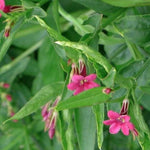 Direct Plants Jasminum Beesianum Red Jasmine Climbing Plant