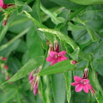 Jasminum Beesianum Red Jasmine Climbing Plant