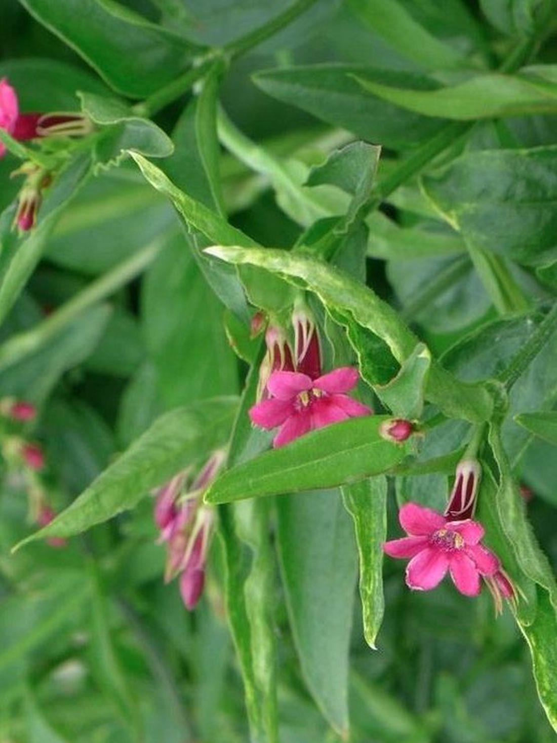 Jasminum Beesianum Red Jasmine Climbing Plant