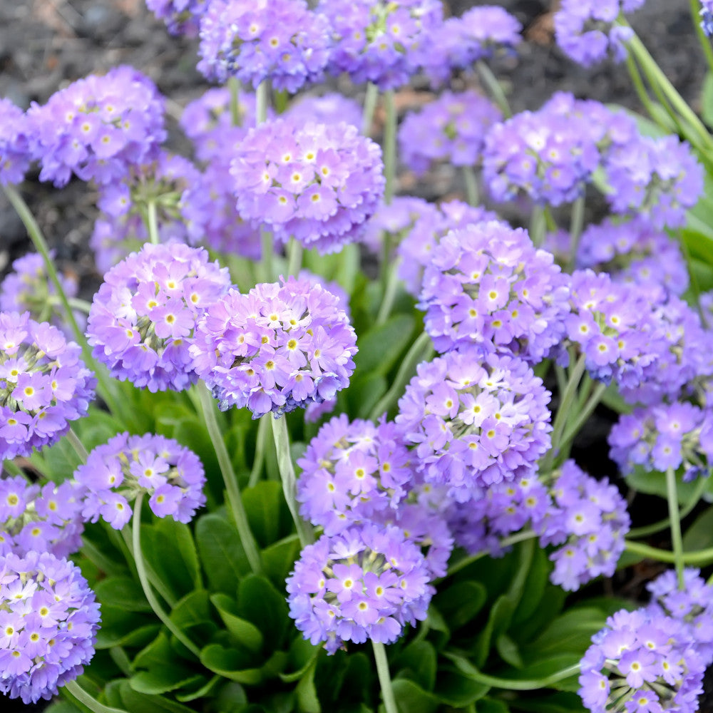 Winter Colour Patio Kit - 1 Pair