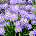 Winter Colour Patio Kit - 1 Set