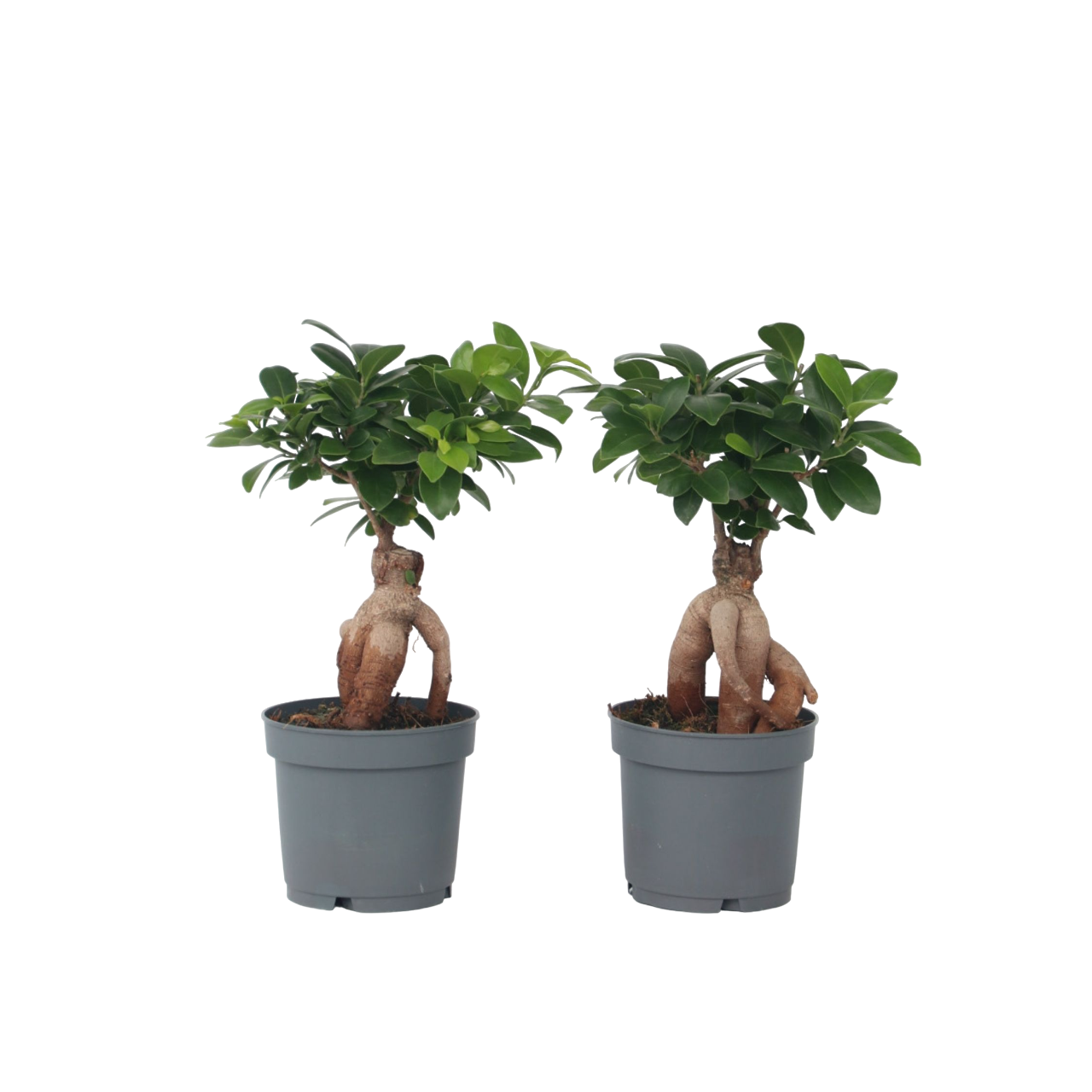 Curtain Fig - 4 Pcs. - Ficus Microcarpa - Height 30-40cm - ⌀12cm | Set of 4 | Green