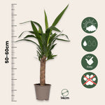 Common Yucca - 3 Pcs. - Yucca Elephantipes - Height 50-60cm - ⌀14cm | Set of 3 | Green