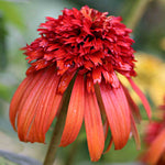 Echinacea Hot Papaya - 9cm Pots | 1 x 9cm | Orange