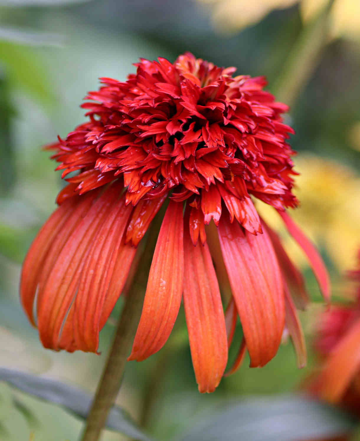 Echinacea Hot Papaya - 9cm Pots | 1 x 9cm | Orange