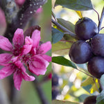 Malus Roberts Red Crab Apple Tree 6ft Tall Supplied In A 12 Litre Pot