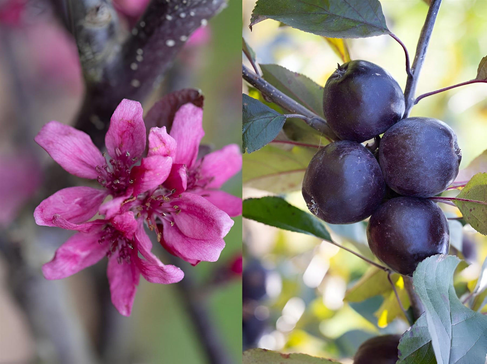 Malus Roberts Red Crab Apple Tree 6ft Tall Supplied In A 12 Litre Pot